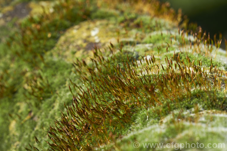 Part of a dense covering of mosses and lichens on an old limestone garden urn. Many of the mosses are bearing their spore capsules.