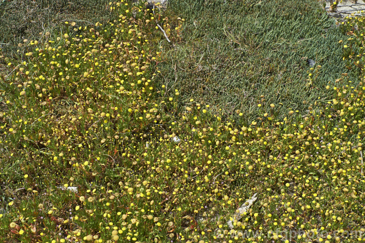 Common Brass. Buttons or Bachelor's Button (<i>Cotula coronopifolia</i>), an annual or short-lived perennial often found around watercourses, especially in coastal areas, with Beaded. Samphire or Beaded. Glasswort (<i>Sarcocornia quinqueflora [syn. Salicornia australis]), a carpeting coastal perennial or subshrub native to Australia and New Zealand Both species can survive in salt-saturated soils.