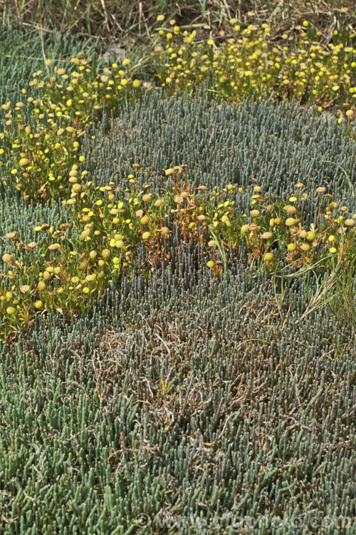 Common Brass. Buttons or Bachelor's Button (<i>Cotula coronopifolia</i>), an annual or short-lived perennial often found around watercourses, especially in coastal areas, with Beaded. Samphire or Beaded. Glasswort (<i>Sarcocornia quinqueflora [syn. Salicornia australis]), a carpeting coastal perennial or subshrub native to Australia and New Zealand Both species can survive in salt-saturated soils.