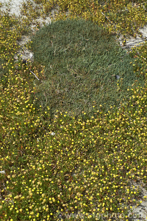 Common Brass. Buttons or Bachelor's Button (<i>Cotula coronopifolia</i>), an annual or short-lived perennial often found around watercourses, especially in coastal areas, with Beaded. Samphire or Beaded. Glasswort (<i>Sarcocornia quinqueflora [syn. Salicornia australis]), a carpeting coastal perennial or subshrub native to Australia and New Zealand Both species can survive in salt-saturated soils.