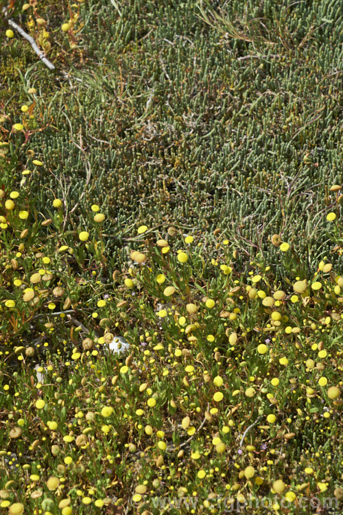 Common Brass. Buttons or Bachelor's Button (<i>Cotula coronopifolia</i>), an annual or short-lived perennial often found around watercourses, especially in coastal areas, with Beaded. Samphire or Beaded. Glasswort (<i>Sarcocornia quinqueflora [syn. Salicornia australis]), a carpeting coastal perennial or subshrub native to Australia and New Zealand Both species can survive in salt-saturated soils.