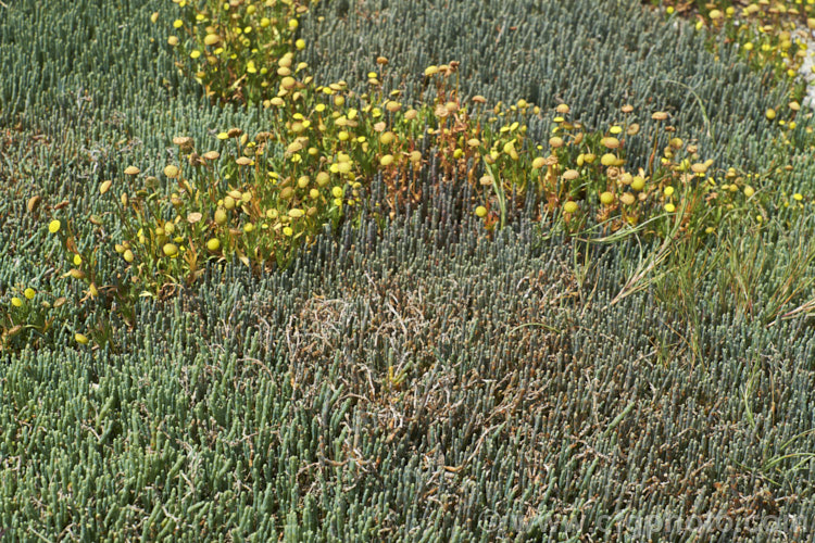 Common Brass. Buttons or Bachelor's Button (<i>Cotula coronopifolia</i>), an annual or short-lived perennial often found around watercourses, especially in coastal areas, with Beaded. Samphire or Beaded. Glasswort (<i>Sarcocornia quinqueflora [syn. Salicornia australis]), a carpeting coastal perennial or subshrub native to Australia and New Zealand Both species can survive in salt-saturated soils.