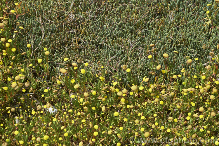 Common Brass. Buttons or Bachelor's Button (<i>Cotula coronopifolia</i>), an annual or short-lived perennial often found around watercourses, especially in coastal areas, with Beaded. Samphire or Beaded. Glasswort (<i>Sarcocornia quinqueflora [syn. Salicornia australis]), a carpeting coastal perennial or subshrub native to Australia and New Zealand Both species can survive in salt-saturated soils.