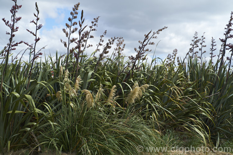 Toe toe (<i>Austroderia richardii</i>) growing in front of a large clump of New Zealand flax (<i>Phormium tenax</i>). These two New Zealand native plants or occur naturally together. The flax is carrying both old flower spikes and fresh.