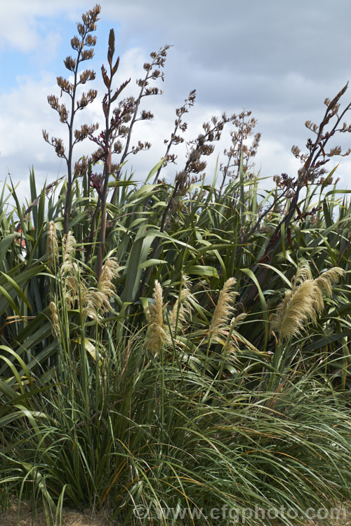 Toe toe (<i>Austroderia richardii</i>) growing in front of a large clump of New Zealand flax (<i>Phormium tenax</i>). These two New Zealand native plants or occur naturally together. The flax is carrying both old flower spikes and fresh.