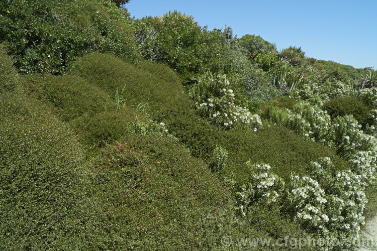 An area of New Zealand coastal plants at Timaru, New Zealand Those shown here include. Muehlenbeckia, Veronica (<i>Hebe</i>), Cordyline, Solanum and Coprosma.