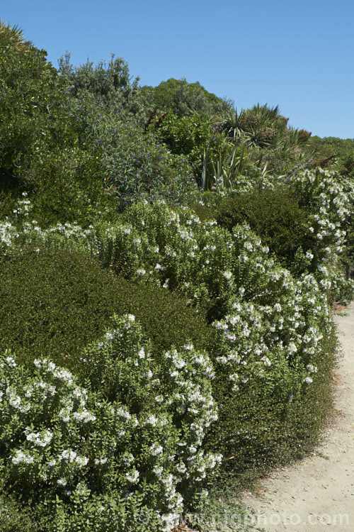 An area of New Zealand coastal plants at Timaru, New Zealand Those shown here include. Muehlenbeckia, Veronica (<i>Hebe</i>), Cordyline, Solanum and Coprosma.