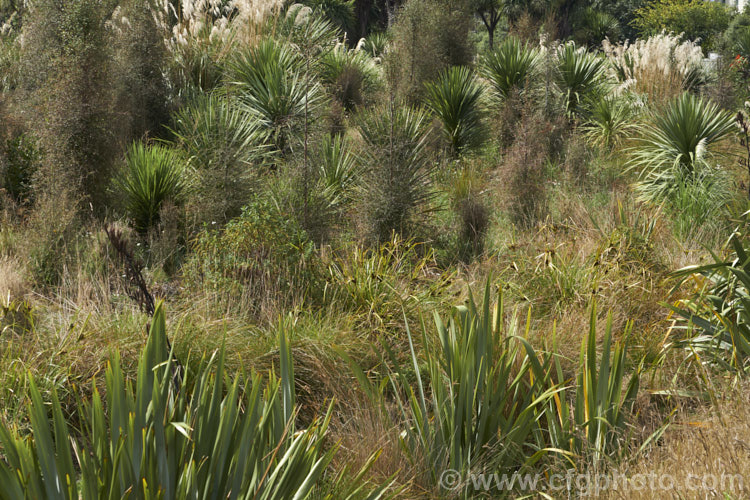 An area of New Zealand wetland that is dominate by grasses, including, Austroderia, Cabbage Tree (<i>Cordyline australis</i>), sedges and flaxes (<i>Phormium</i>).