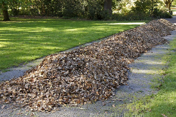 Raked autumn leaves ready for collection. They will be either be composted by themselves to make leaf mould, or added to a more general compost mix.