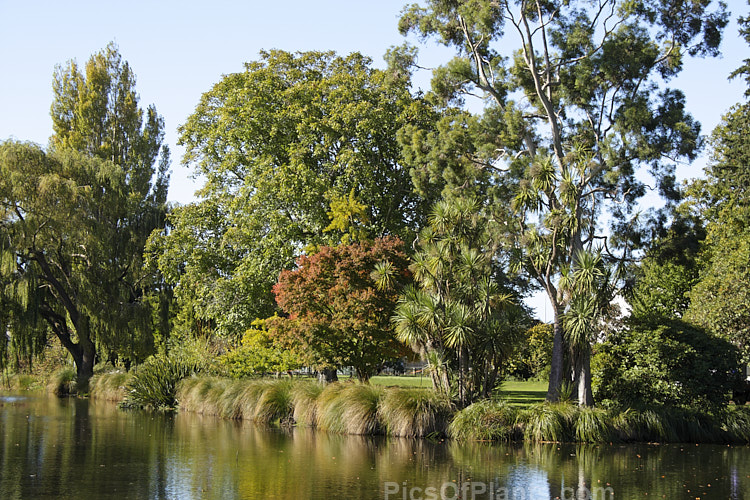 A mid-autumn scene of the Avon River where it joins with the Wairarapa Stream at Mona Vale, Christchurch, New Zealand.