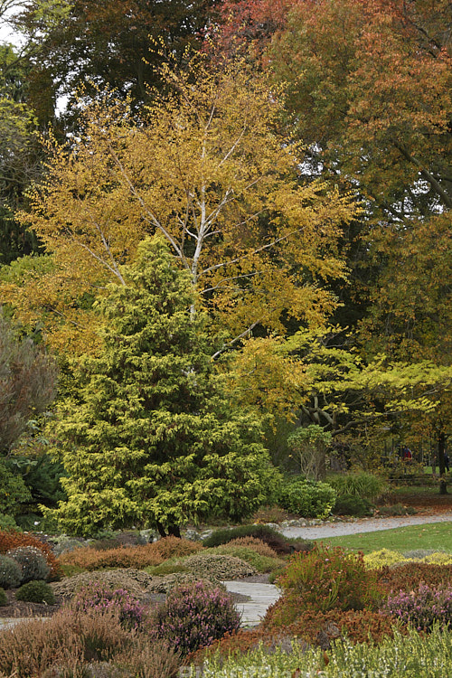 An autumn scene with hardy shrubs and tress, including heaths (<i>Erica</i>) and heathers <i>Calluna</i>, birch (<i>Betula</i>, maple (<i>Acer</i>) and <i>Chamaecyparis</i>