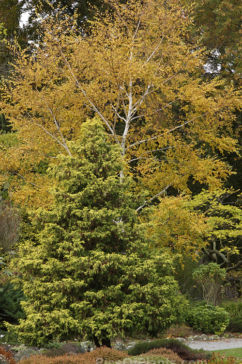 An autumn scene with hardy shrubs and tress, including heaths (<i>Erica</i>) and heathers <i>Calluna</i>, birch (<i>Betula</i>, maple (<i>Acer</i>) and <i>Chamaecyparis</i>