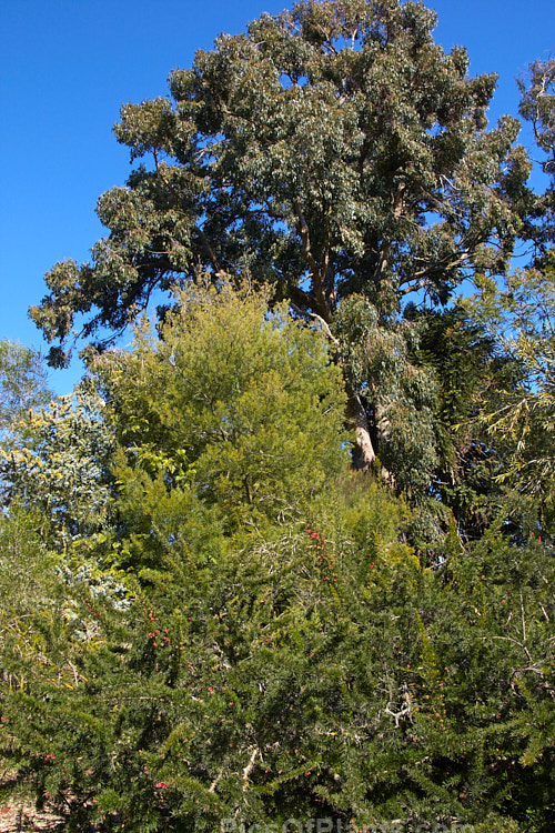 Australian plants, including <i>Eucalyptus</i>, <i>Acacia</i>, <i>Grevillea</i> and <i>Melaleuca</i>.