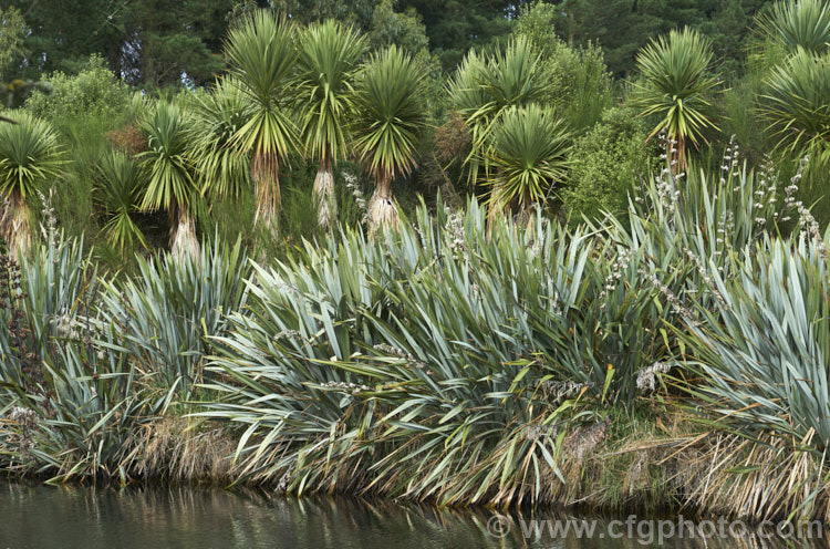 A typical New Zealand riverside scene dominated by cabbage trees (<i>Cordyline australis</i>) and flaxes (<i>Phormium tenax</i>). Also visible are introduced plants, such as broom and Monterey pine.