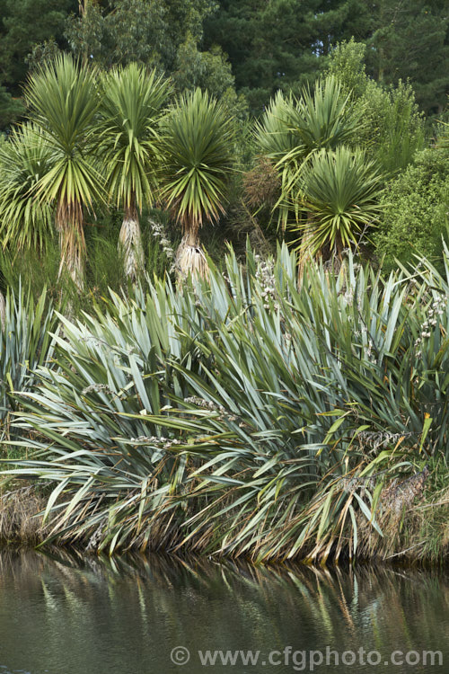 A typical New Zealand riverside scene dominated by cabbage trees (<i>Cordyline australis</i>) and flaxes (<i>Phormium tenax</i>). Also visible are introduced plants, such as broom and Monterey pine.