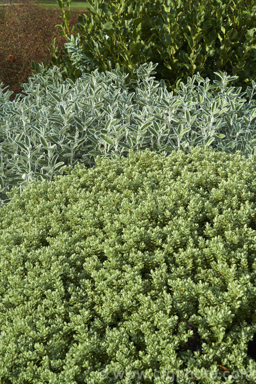 Four New Zealand native shrubs showing diversity in their foliage. At the right rear is the wiry. Muehlenbeckia astonii, right rear is the lush and leathery. Griselinia littoralis, in the centre is Brachyglottis munroi, and in the foreground is Veronica topiaria.