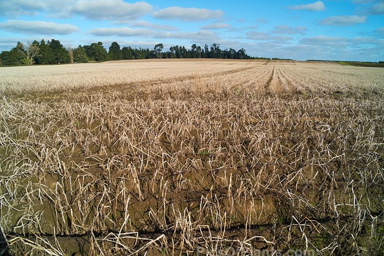 A potato field in early winter when the tops have died off but the potatoes are yet to be lifted.