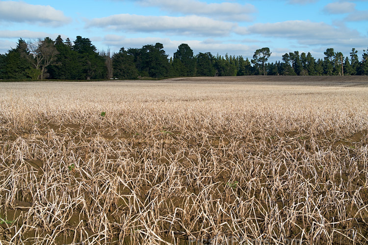 A potato field in early winter when the tops have died off but the potatoes are yet to be lifted.