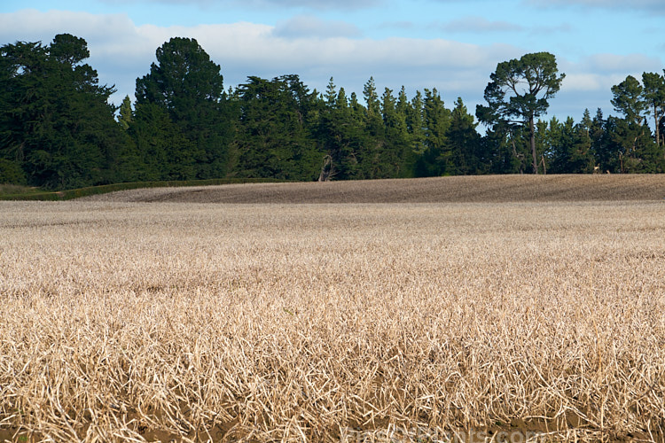 A potato field in early winter when the tops have died off but the potatoes are yet to be lifted.