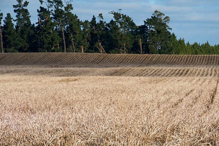 A potato field in early winter when the tops have died off but the potatoes are yet to be lifted.