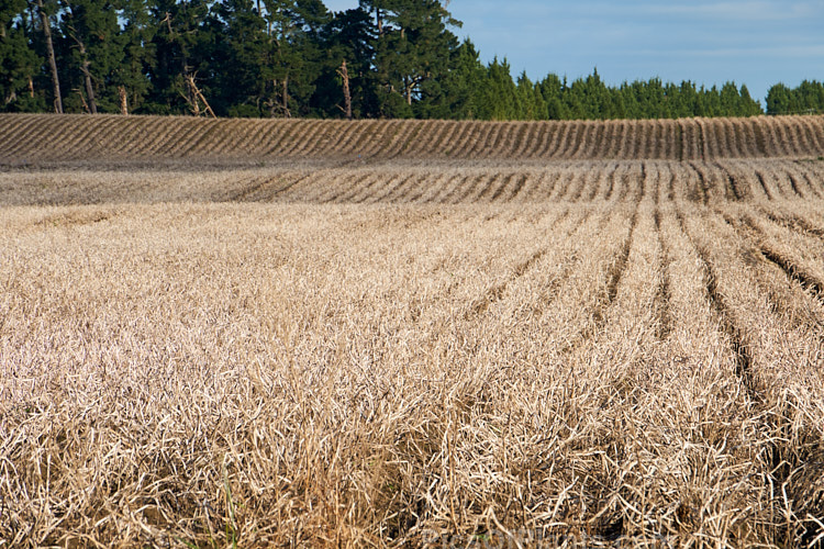 A potato field in early winter when the tops have died off but the potatoes are yet to be lifted.