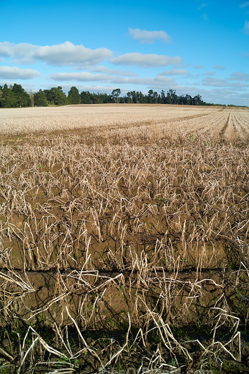 A potato field in early winter when the tops have died off but the potatoes are yet to be lifted.