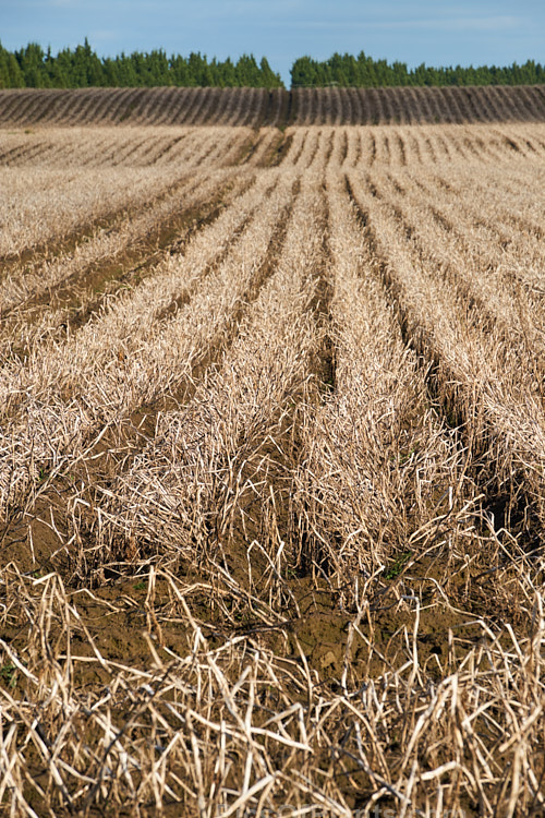 A potato field in early winter when the tops have died off but the potatoes are yet to be lifted.