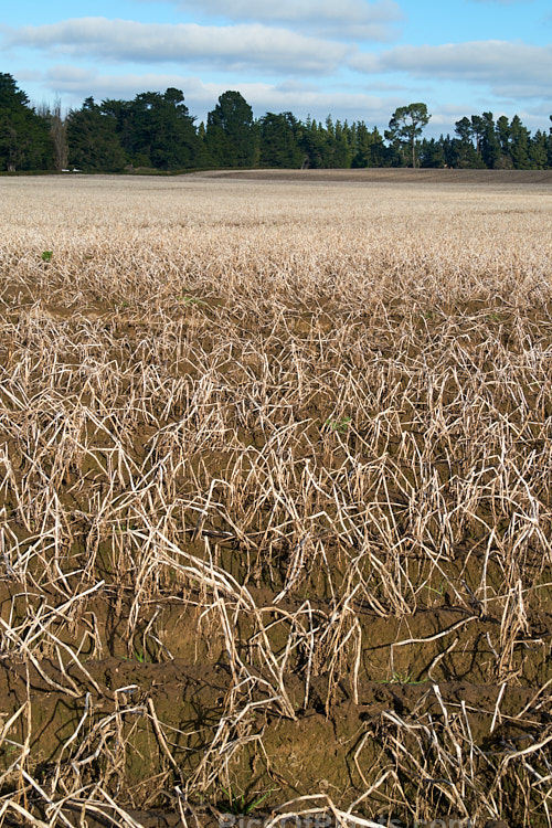 A potato field in early winter when the tops have died off but the potatoes are yet to be lifted.