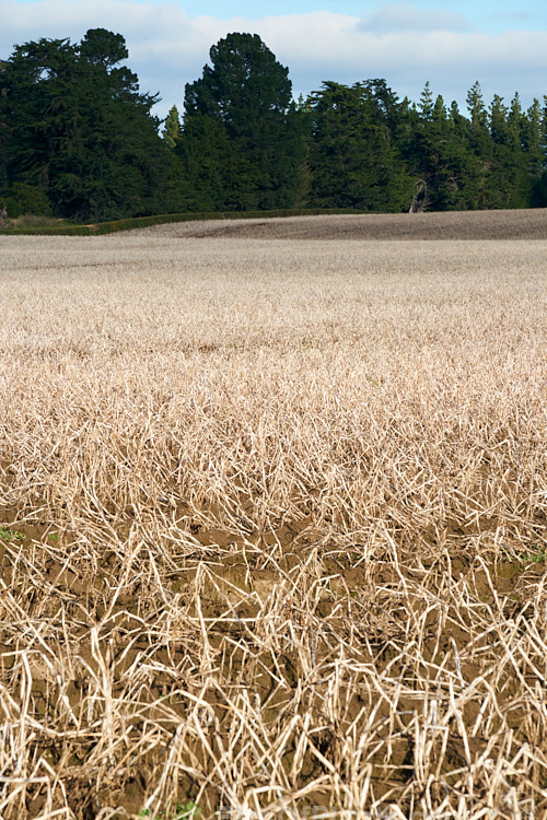 A potato field in early winter when the tops have died off but the potatoes are yet to be lifted.