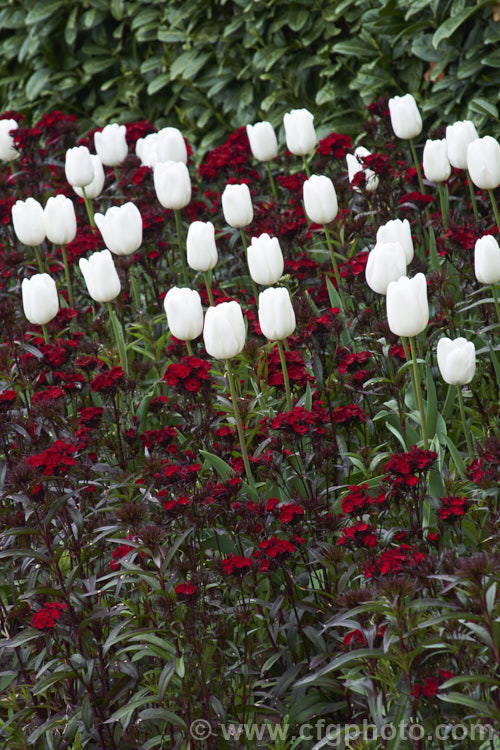 Tulipa ‘Francoise’ and Dianthus ‘Dash Crimson’ photo at Pictures of