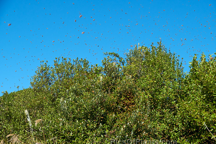 A swarm of bees on the wing on a warm spring day. As the weather warms in spring, large bee hives produce new queen bees that will leave the hive with many of the worker bees to form new hives after the queen has mated.