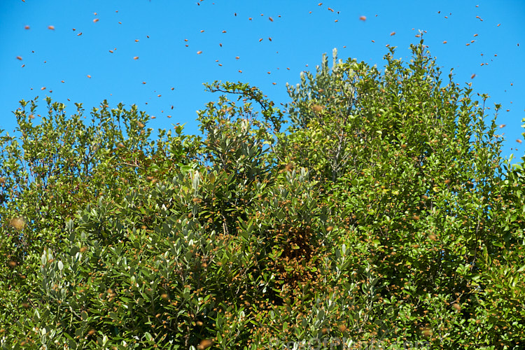 A swarm of bees on the wing on a warm spring day. As the weather warms in spring, large bee hives produce new queen bees that will leave the hive with many of the worker bees to form new hives after the queen has mated.