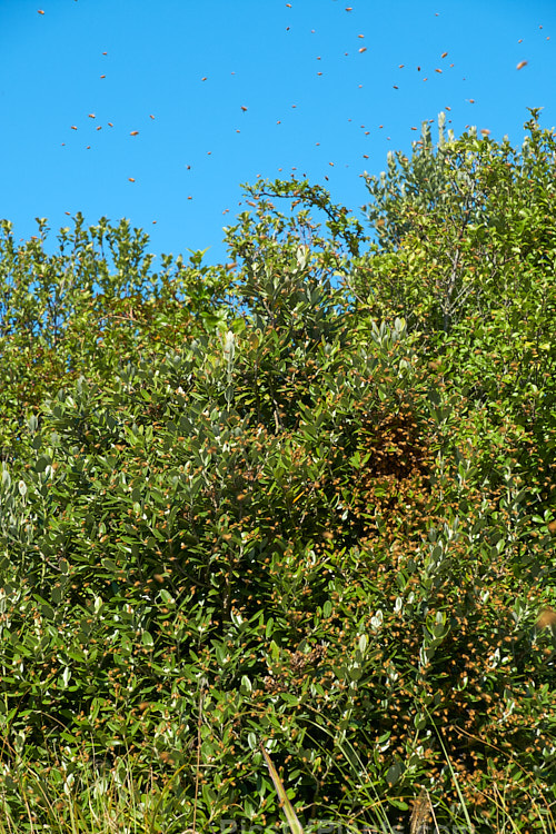 A swarm of bees on the wing on a warm spring day. As the weather warms in spring, large bee hives produce new queen bees that will leave the hive with many of the worker bees to form new hives after the queen has mated.