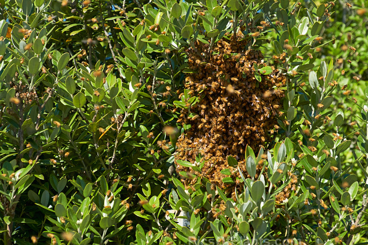 A swarm of bees on the wing on a warm spring day. As the weather warms in spring, large bee hives produce new queen bees that will leave the hive with many of the worker bees to form new hives after the queen has mated.