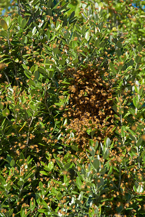 A swarm of bees on the wing on a warm spring day. As the weather warms in spring, large bee hives produce new queen bees that will leave the hive with many of the worker bees to form new hives after the queen has mated.