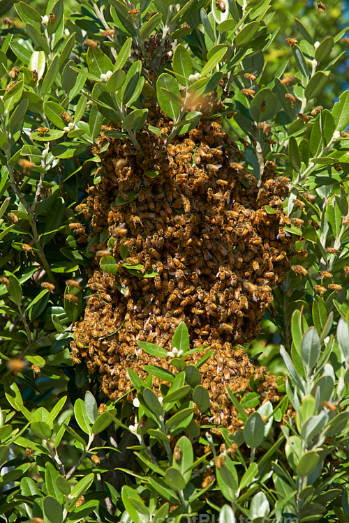 A swarm of bees on the wing on a warm spring day. As the weather warms in spring, large bee hives produce new queen bees that will leave the hive with many of the worker bees to form new hives after the queen has mated.