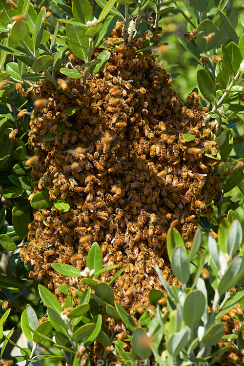 A swarm of bees on the wing on a warm spring day. As the weather warms in spring, large bee hives produce new queen bees that will leave the hive with many of the worker bees to form new hives after the queen has mated.