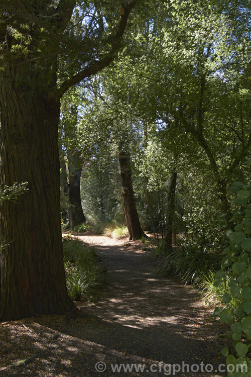 A walkway through New Zealand southern beeches (<i>Lophozonia and Fuscospora species</i>)in mid spring.