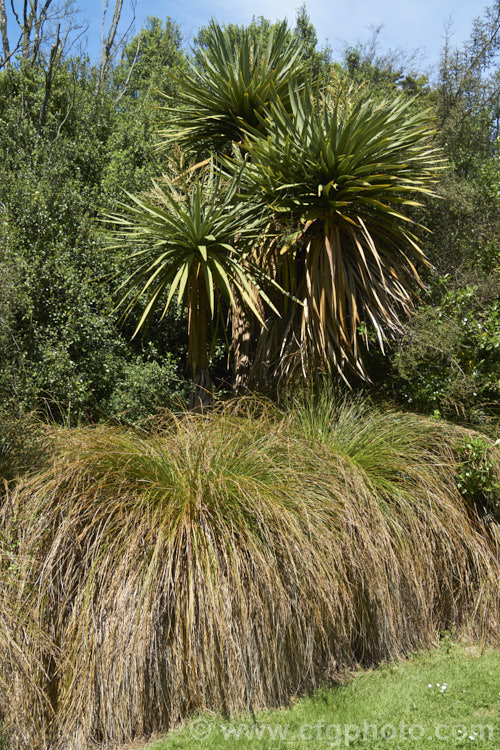 A cabbage tree (<i>Cordyline australis</i>) with a large clump of Carex secta at it base. The Carex sedge requires damp conditions and is a marginal pond plant, while the cabbage tree tolerates a wide range of soil conditions. Both are new. Zealand natives.