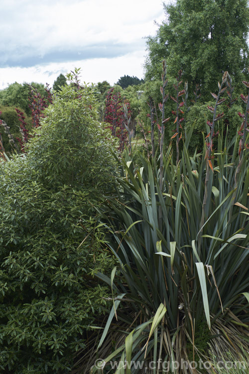 Several species of New Zealand native plants in a small reserve. Left: Pittosporum eugenioides; centre: Phormium tenax, and left: Plagianthus regius.