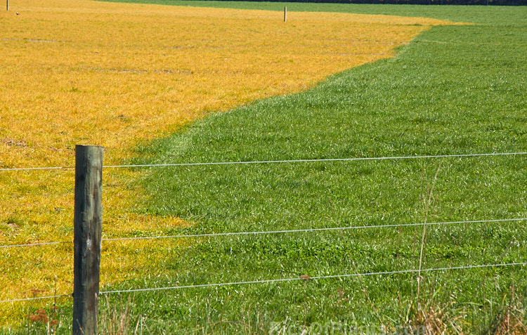 A field showing the contrast between the orange-gold colouration that is characteristic of vegetation that has been sprayed with Roundup herbicide (<i>Glyphosate</i>) and an unsprayed area of the same pasture, green with spring growth. Herbicides such as Roundup are frequently used to enable quick, weed-free crop changeovers with minimum tillage.