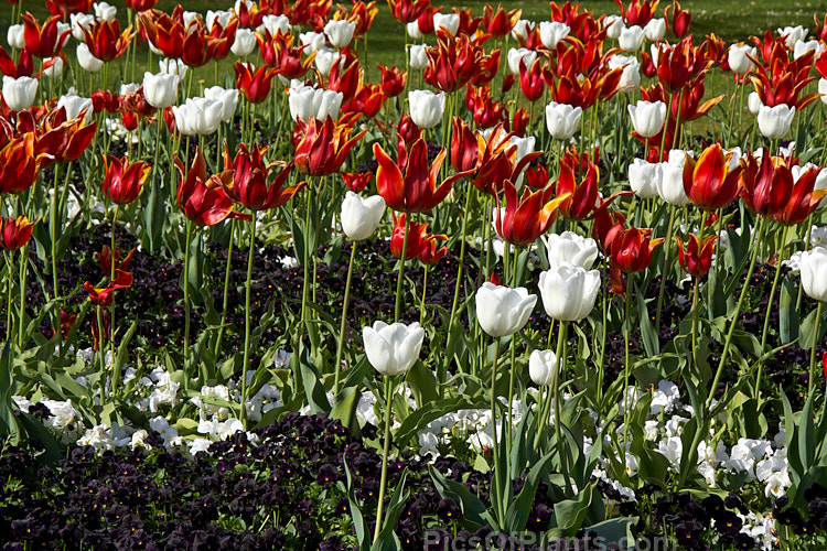 A spring display of tulips and pansies.