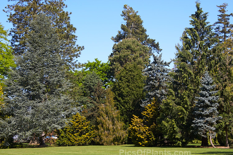 A selection of near-mature conifers demonstrating the range of foliage colour to be found among conifer cultivars.