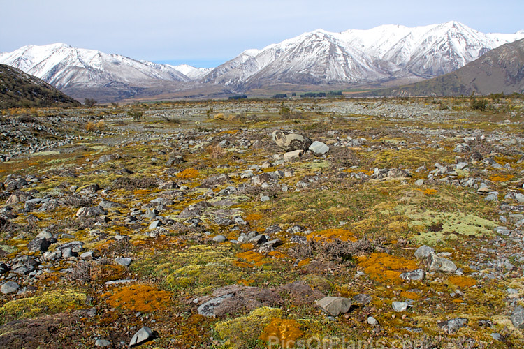 A dry high country riverbed in Canterbury, New Zealand showing a good covering of scabweeds, mostly species of <i>Raoulia</i> and <i>Scleranthus</i>.