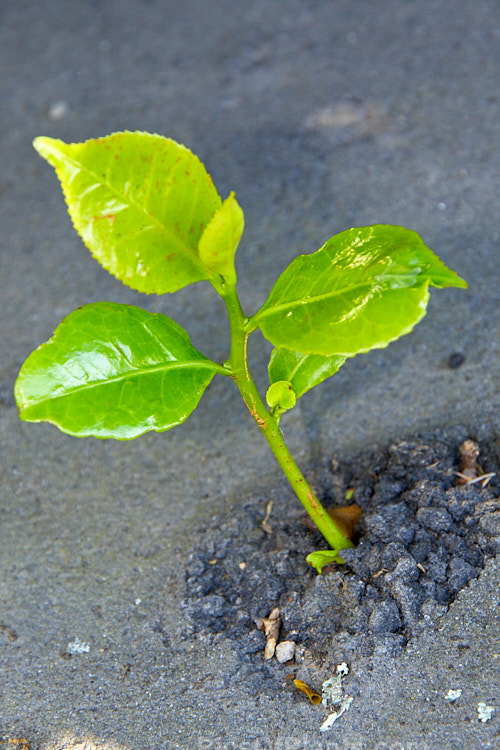 Camellias may seem like delicate plants, but they are surprisingly tough, as shown here by this seedling pushing its way through asphalt. Order: Ericales, Family: Theaceae