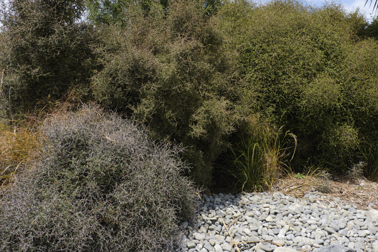 Three New Zealand divaricating shrub genera: Corokia, Coprosma and Muehlenbeckia. Divaricating shrubs, in which the foliage is protected within a tangled mass of fine branches, are common in the New Zealand flora and are thought to have perhaps been an evolutionary development to counter browsing by the now extinct moas, which were very large, flightless birds.