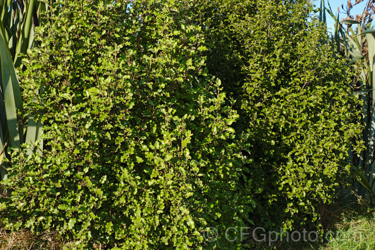 Two New Zealand plants that are often confused with each other. On the left is Olearia paniculata and to the right is Pittosporum tenuifolium. Both have oval, wavy edged leaves and a dense bushy habit, though the Pittosporum is ultimately much taller. Despite the superficial similarity, they are quite different plants. The olearia is a daisy, which can be seen in its fluffy seedheads. It also has pale indumentum on the foliage and at times its leaves are a distinctive pale green.