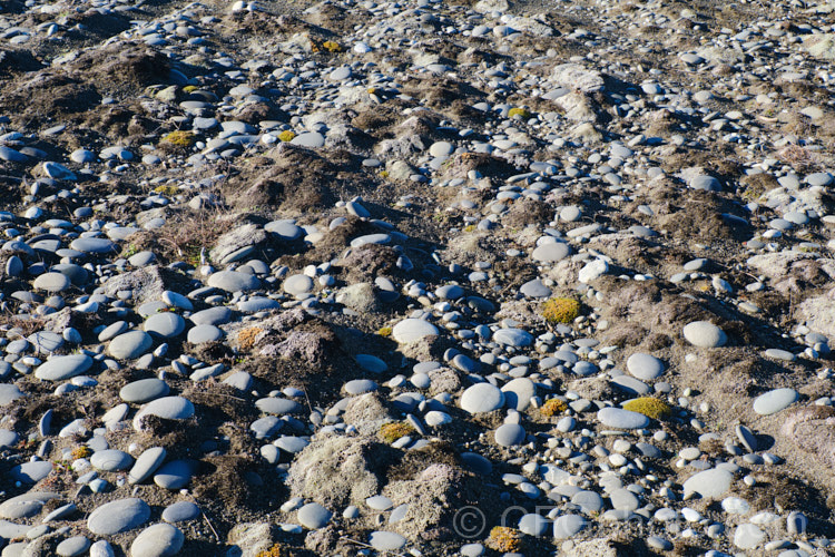 The rock laden sandy soil of Kaitorete Spit, Canterbury, New Zealand, dominated by two types ground-hugging plants: the silvery. Raoulia australis and the yellow-green. Scleranthus uniflorus.