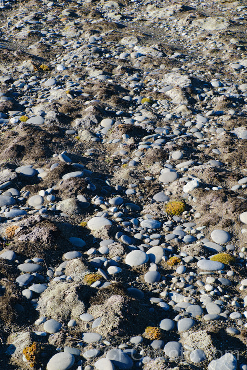 The rock laden sandy soil of Kaitorete Spit, Canterbury, New Zealand, dominated by two types ground-hugging plants: the silvery. Raoulia australis and the yellow-green. Scleranthus uniflorus.