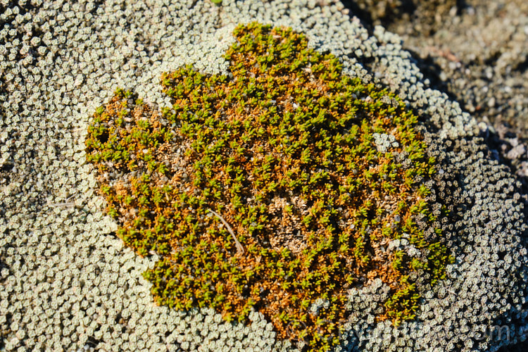 A yellow-green. Scleranthus uniflorus growing through the crowded silver-grey rosettes of Raoulia australis. Kaitorete Spit, Canterbury, New Zealand